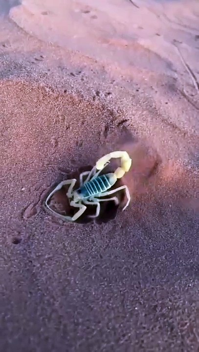 Scorpion is hiding