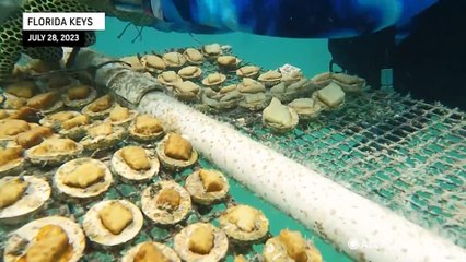 Specially bred baby coral heading to new home on the Florida coast