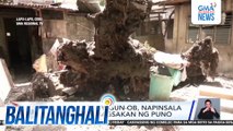 Bahay sa Brgy. Gun-ob, napinsala matapos mabagsakan ng puno | Balitanghali