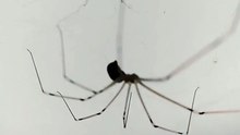 una araña patona en su telaraña bien agusto descansando #shorts animales y mascotas fauna