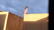 amanece en Tijuana nublado frío y un pájaro se para en una antena Dish animales y mascotas