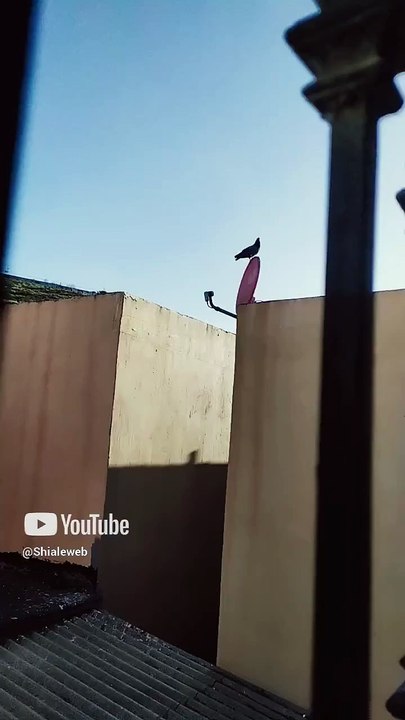 ✨ Palomas que son seres alados llegan al techo 🏡 ¡Siento que vienen directo a visitarme! 🕊️ #Shorts