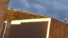 🕊️🌠 Seres alados llegan volando al techo del vecino 🏡 ¡Vienen a visitarme cada día! ✨ #Shorts