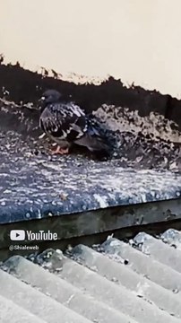 🕊️ Palomas mágicas llegan volando al techo del vecino 🏡 ¡Son seres alados que vienen a mí! ✨ #Shorts