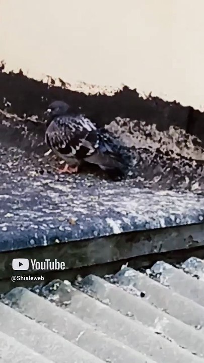 🕊️ Palomas mágicas llegan volando al techo del vecino 🏡 ¡Son seres alados que vienen a mí! ✨ #Shorts