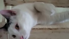 El gato pernanca jugando en las escaleras #shorts mano peluda amigo bonito felino