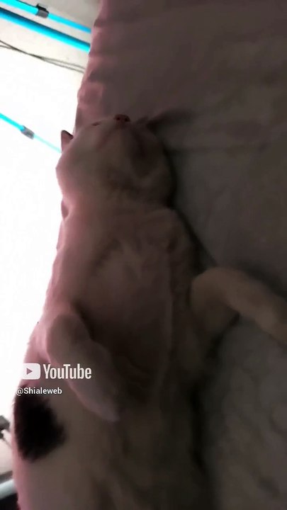 el gato Pernanca viene a gusto acostado en la cama le gusta descansar animales