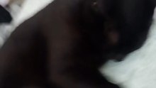 La gata bombay se queda bien dormida acostada en la cama animales y mascotas