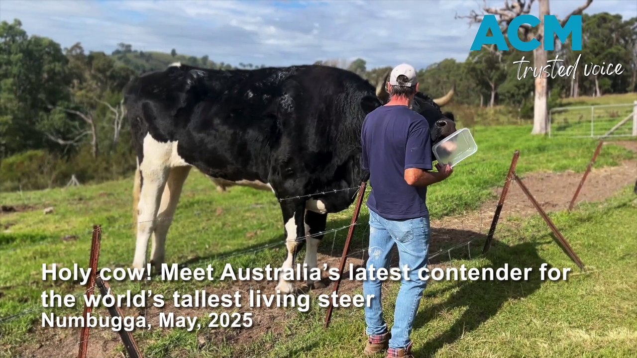 Holy cow! Meet Australia’s latest contender for the world’s tallest living steer