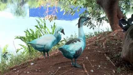 Uno sversamento chimico in un parco in Brasile tinge le oche e uccide i pesci