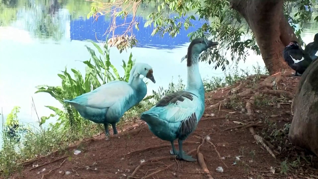 Nach Chemieunfall in Brasilien: Tote Fische und gefärbte Gänse