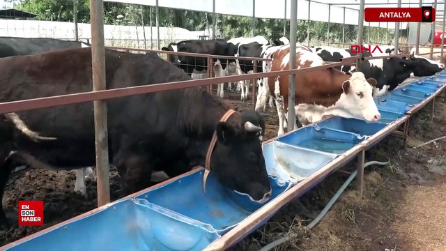 Antalya'da kurban pazarlarında hareketlilik
