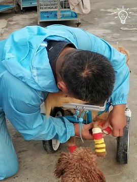 Man make wheels carts for dog who can't walk 😔🥰#shorts #shortvideo#care #dog #animals #viralvideo #viralshort
