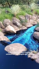 Derrame de químicos deixa lago e animais tingidos de azul no Brasil