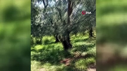 Bursa'da görenler gözlerine inanamadı!