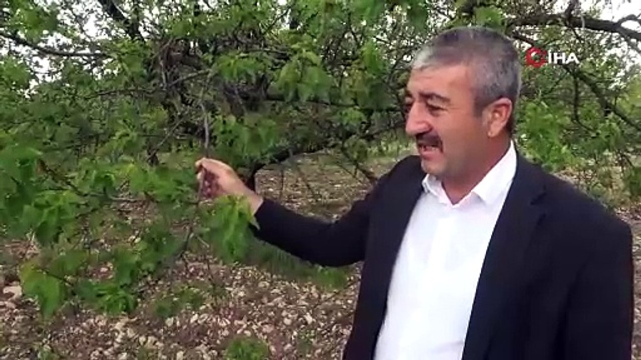 Malatya’da kayısı ağaçları yeniden yeşerdi