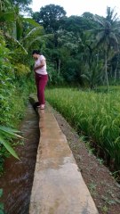 coba tebak hewan apa kalo di negara kalian