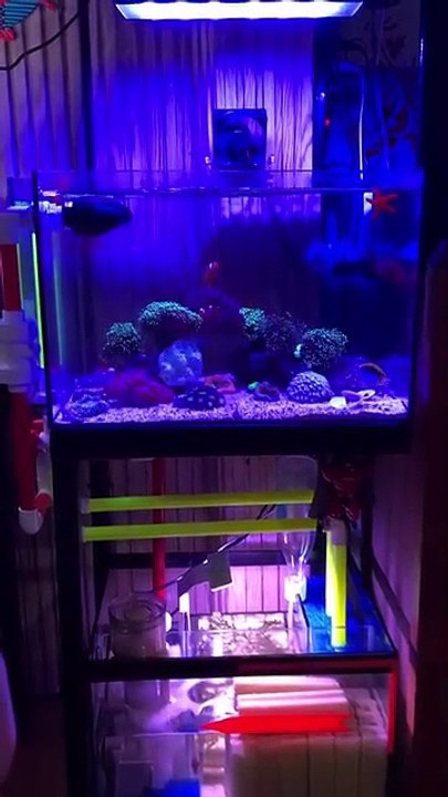 Planted aquarium 41