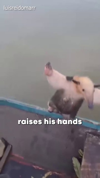 Anteaters are Like Tiny Warriers_2