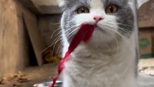 猫：人，出门在外教我丧彪