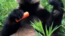 The daily life of pandas 🐼(98)   #Panda #Lovely