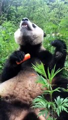 The daily life of pandas 🐼(98)   #Panda #Lovely
