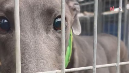 Ce chien aveugle passe 132 jours au refuge : son message de détresse va tout faire basculer (vidéo)
