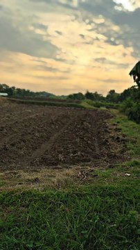 Pemandangan pesawahan sore hari