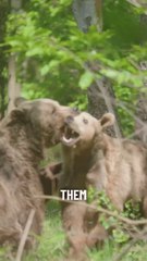 Boki the bear plays with pals after brain surgery