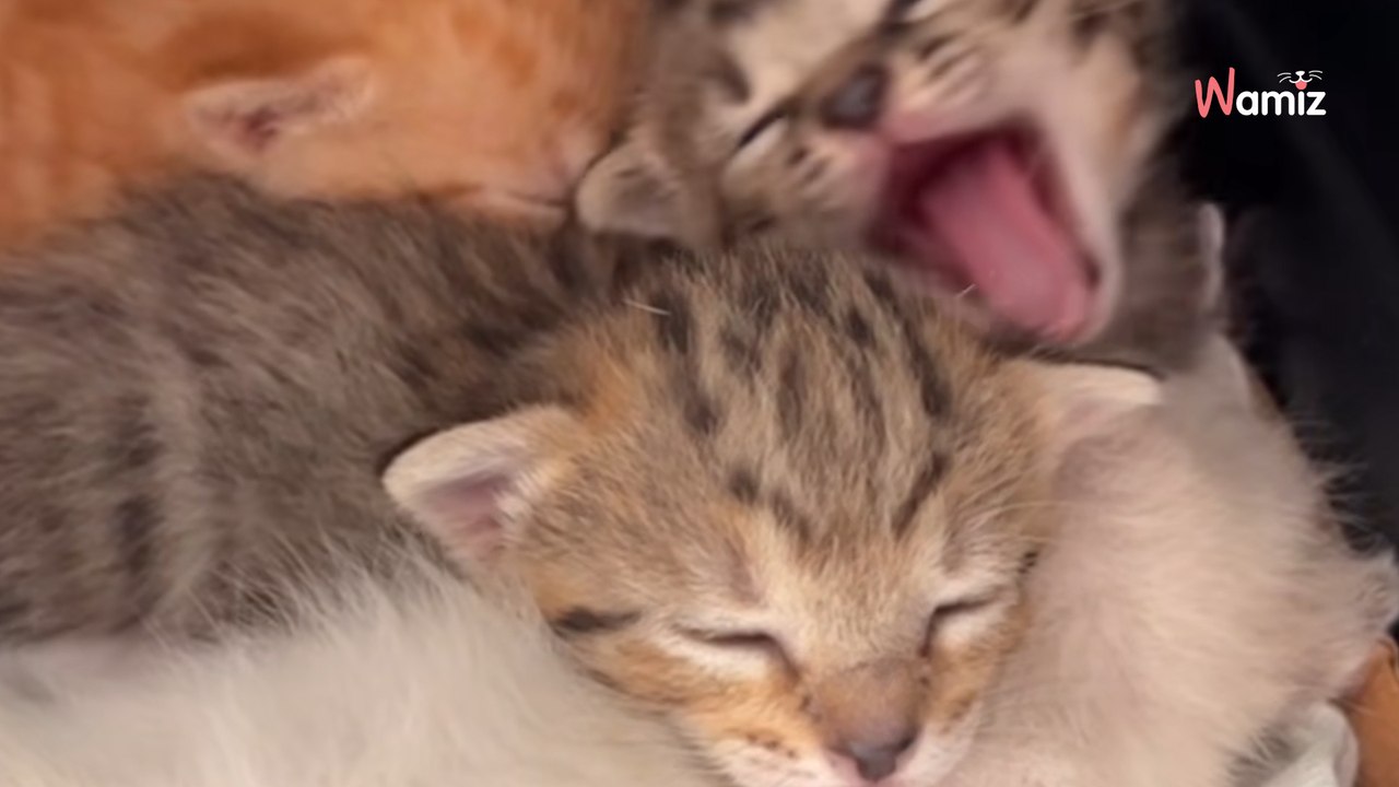 Ce chat dort tous les soirs sur le paillasson du voisin : ce qu'il protège entre ses pattes donne des frissons (vidéo)