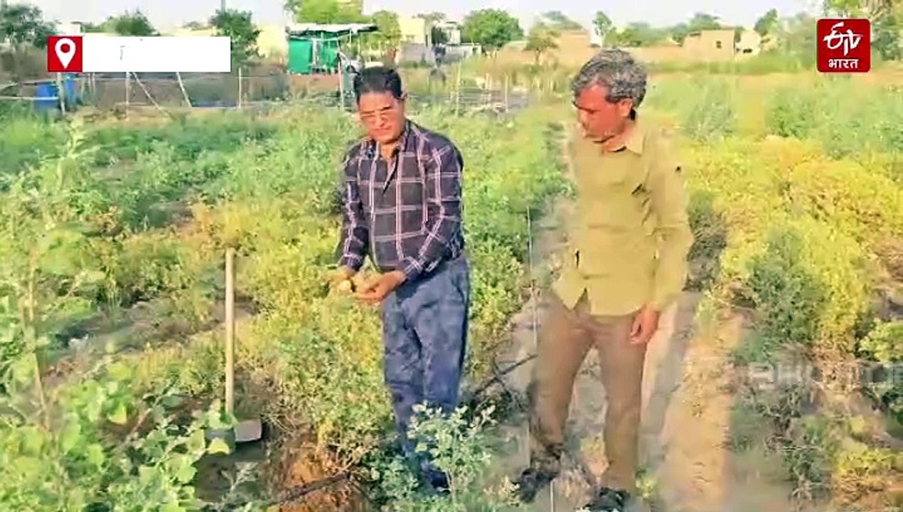 पलवल में जैविक खेती से किसान हो रहे हैं मालामाल, बिना उर्वरक और कीटनाशक उगा रहे हैं 32 प्रकार की सब्जियां