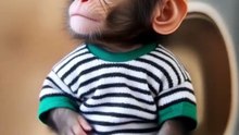Pure Cuteness! Lovely Baby Monkey’s Adorable Moments in the Wild! ❤️ #Shorts