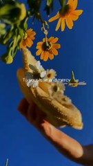 او اللہ دی آل مائٹی | اللہ ہو اللہ - مختصر نعت