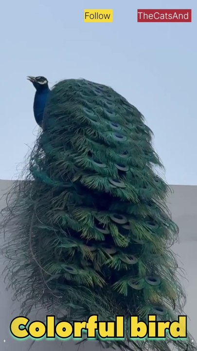 Colorful bird | Peacock Feathers Colors | #foryou #peacock #feathers @TheCatsAnd