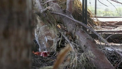 Rescued Lynx Find New Home at Highland Wildlife Park 🦁