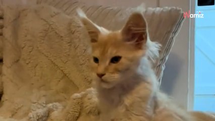 Elle adopte un chaton et ne s'attendait pas à ce que sa queue devienne… hors norme (Vidéo)