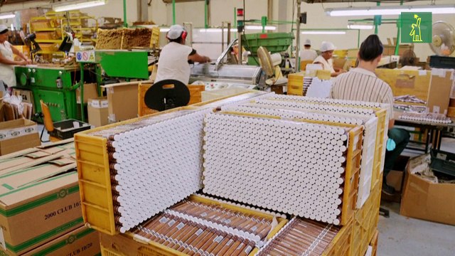 Los puros mecanizados de Cuba, el codiciado benjamín de los habanos