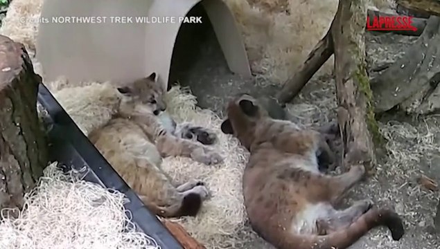 Due cuccioli di puma orfani si ritrovano nel parco di Eatonville