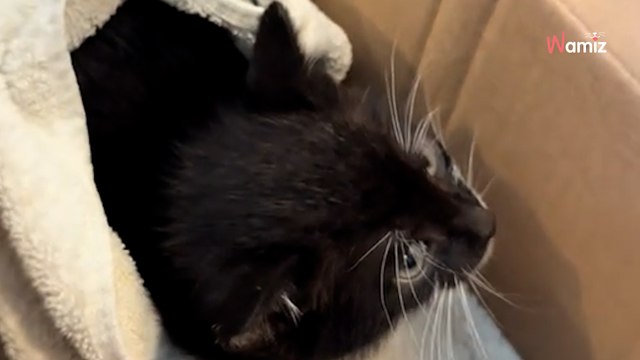 Une femme découvre un chaton allongé dans une flaque d’eau : sa réaction bouleverse les internautes