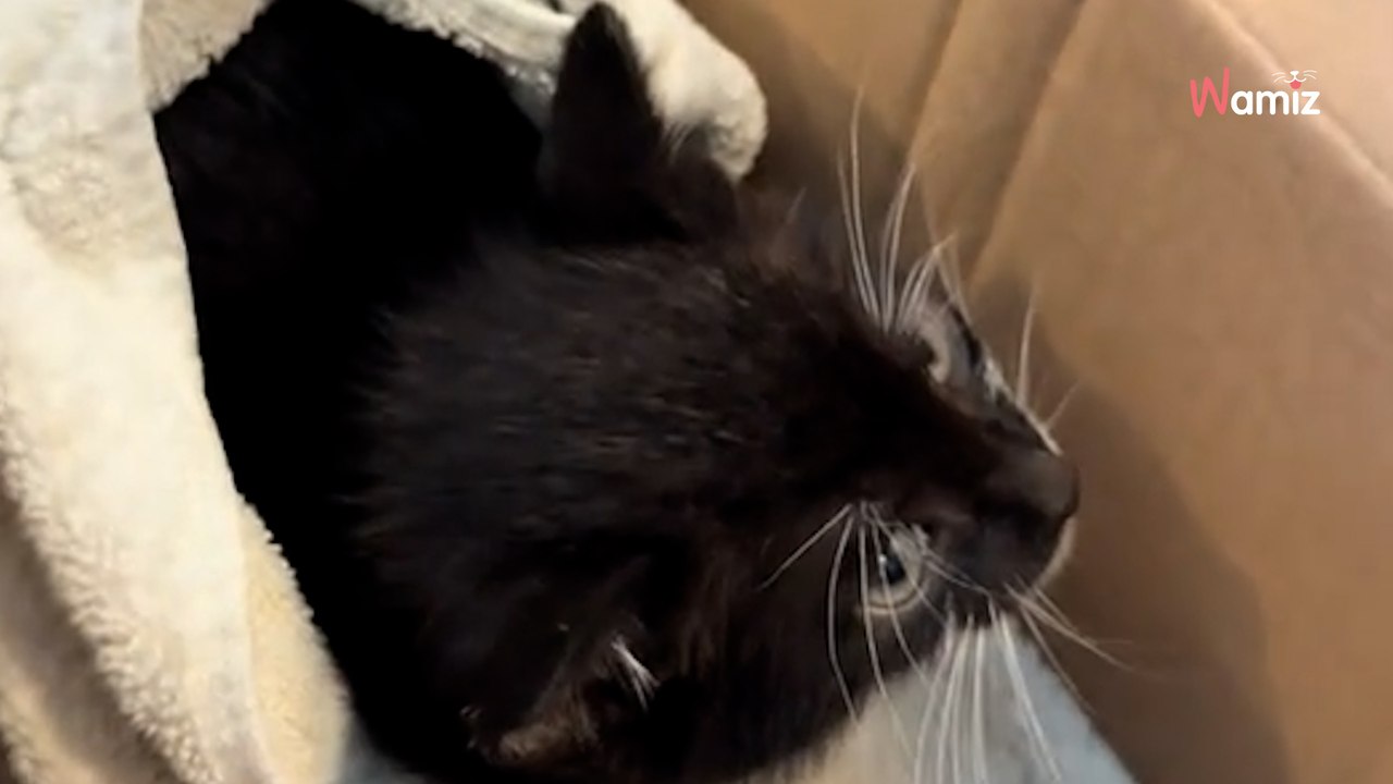 Une femme découvre un chaton allongé dans une flaque d’eau : sa réaction bouleverse les internautes