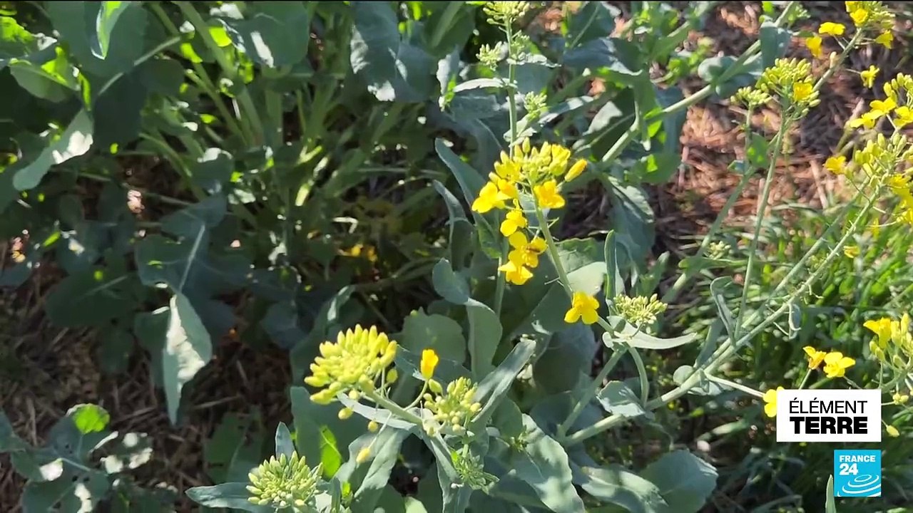 L’agriculture sans chimie redonne vie aux campagnes françaises