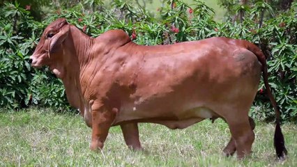 Miss W2R 1409 > WRRB-1409