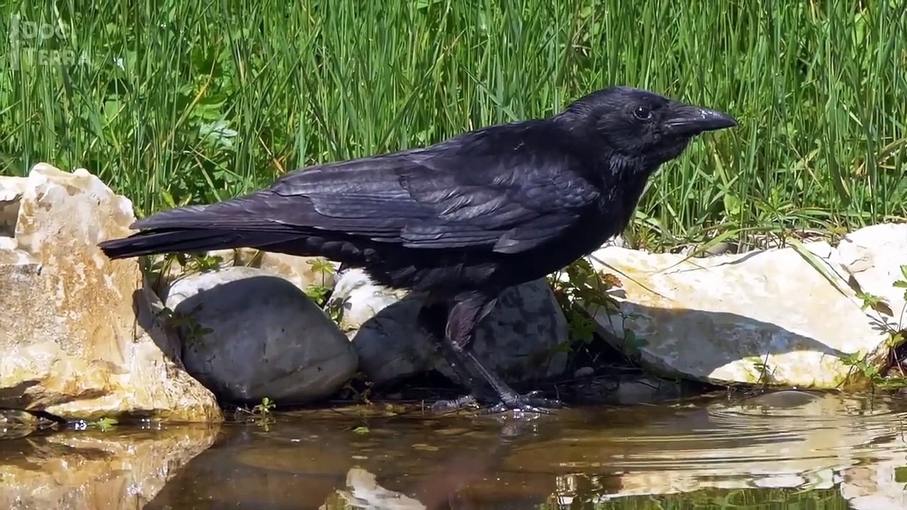 Os Animais Mais INTELIGENTES do Mundo – Um Documentário Fascinante Sobre a Mente Animal