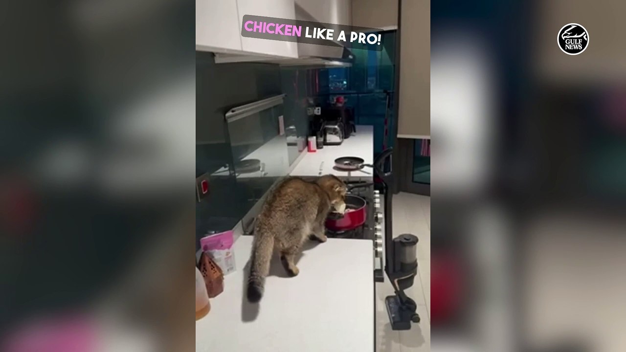 Loki the 1.5-year-old kitchen ninja
