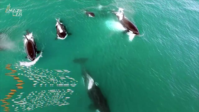 This Humpback Whales Are So Smart! They’ve Learned to Make Bubble Nets