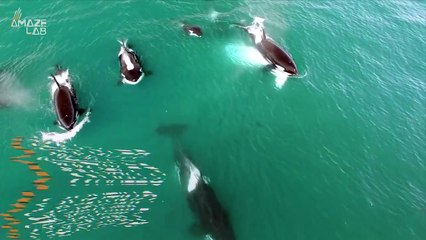 This Humpback Whales Are So Smart! They’ve Learned to Make Bubble Nets