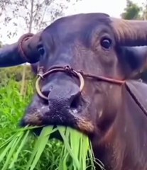 Woman and buffalo, #woman, #buffalo, #meal