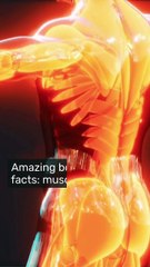 Amazing Body Facts: Muscles That Keep You Moving