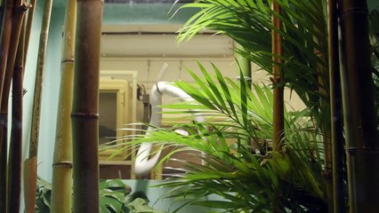 Cobras Are Some of the Coolest Animals in the World