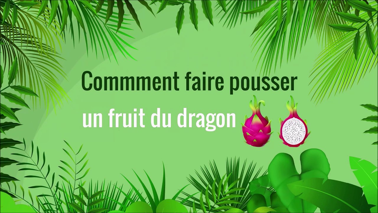 Comment faire pousser des fruits du dragon ? 🐉 🌵